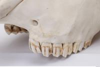 animal skull teeth 0029